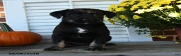Mixed Breed dogs for sale: Midnight - Ad 2