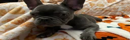 French Bulldog dogs for sale: Charlotte - Ad 12