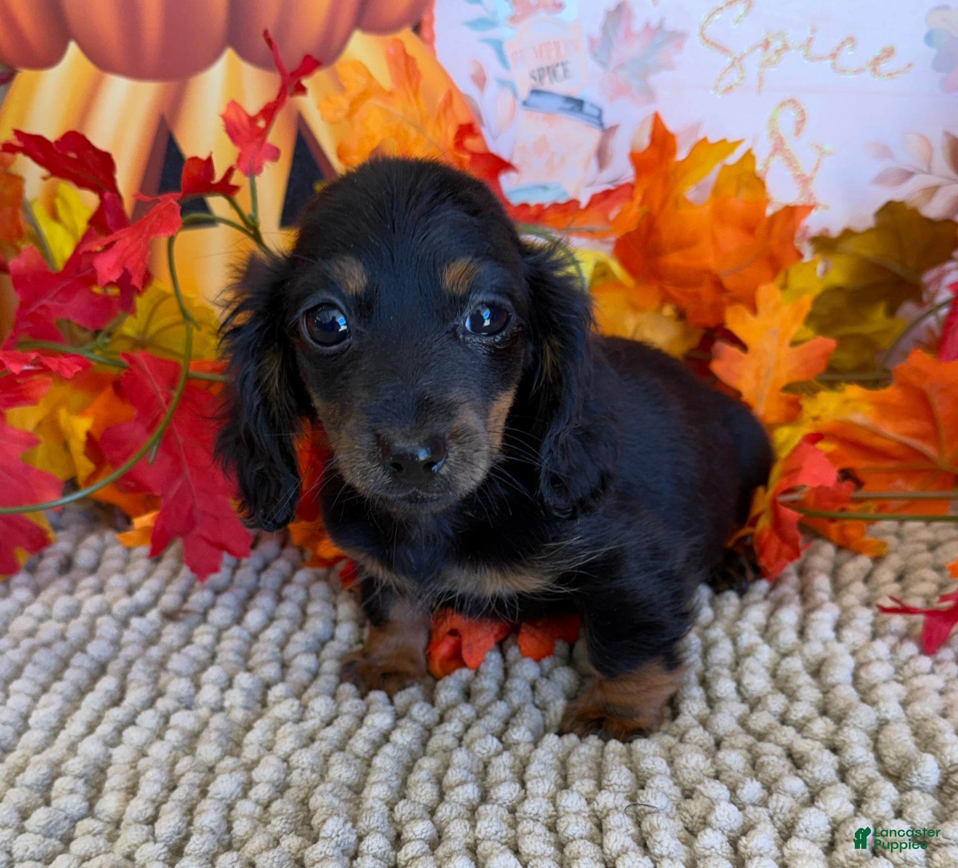 Miniature Dachshund dogs Katie - Ad 9