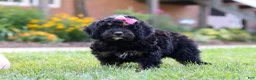Bernedoodle dogs for sale: Paris - Ad 12