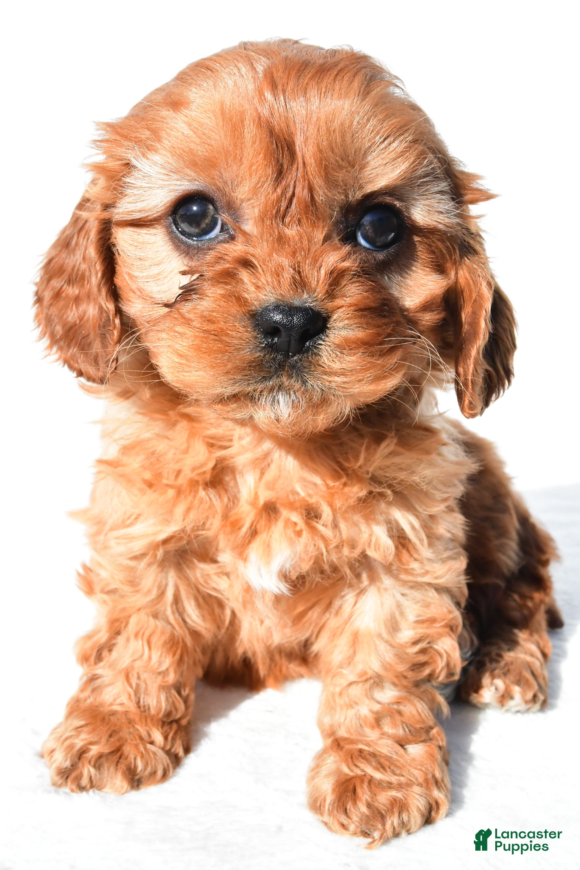 Cavapoo dogs Denver - Ad 2