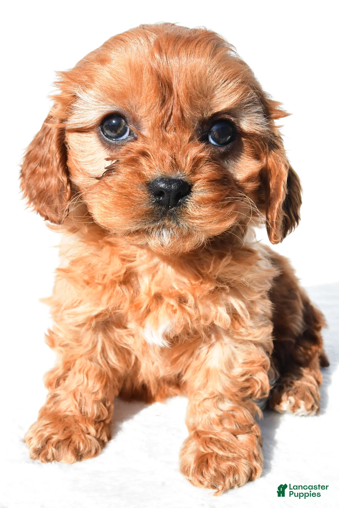 Cavapoo dogs for sale: Denver - Ad 2
