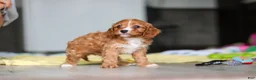 Cavapoo dogs for sale: Wynn - Ad 10