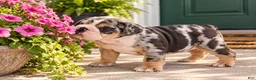 English Bulldog dogs for sale: Perfection  - Ad 1