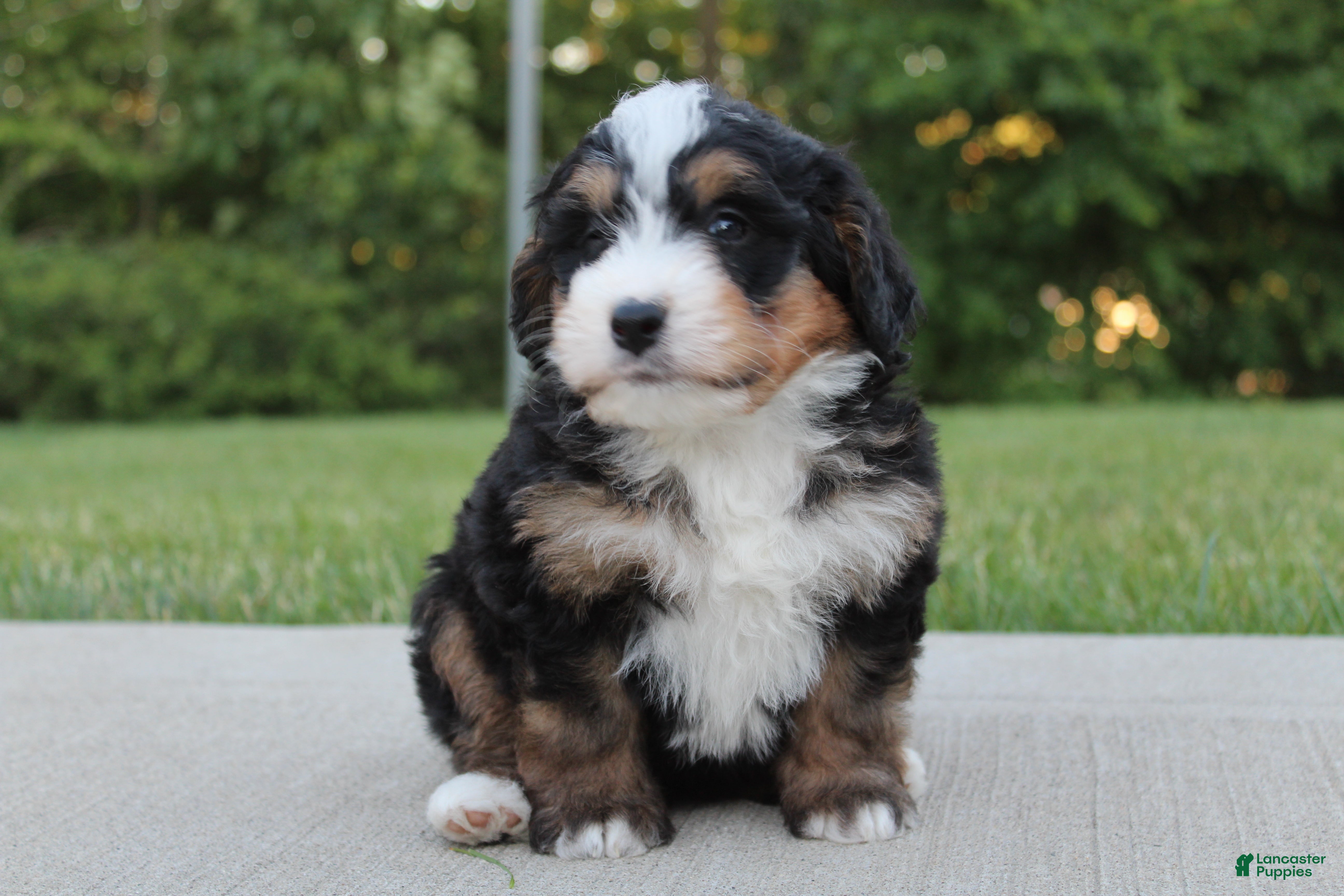 Mini Bernedoodle dogs Abby  - Ad 2