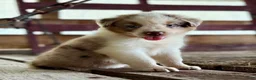 Australian Shepherd dogs for sale: Banks - Ad 18