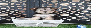 August Sweet Female Yochon Puppy