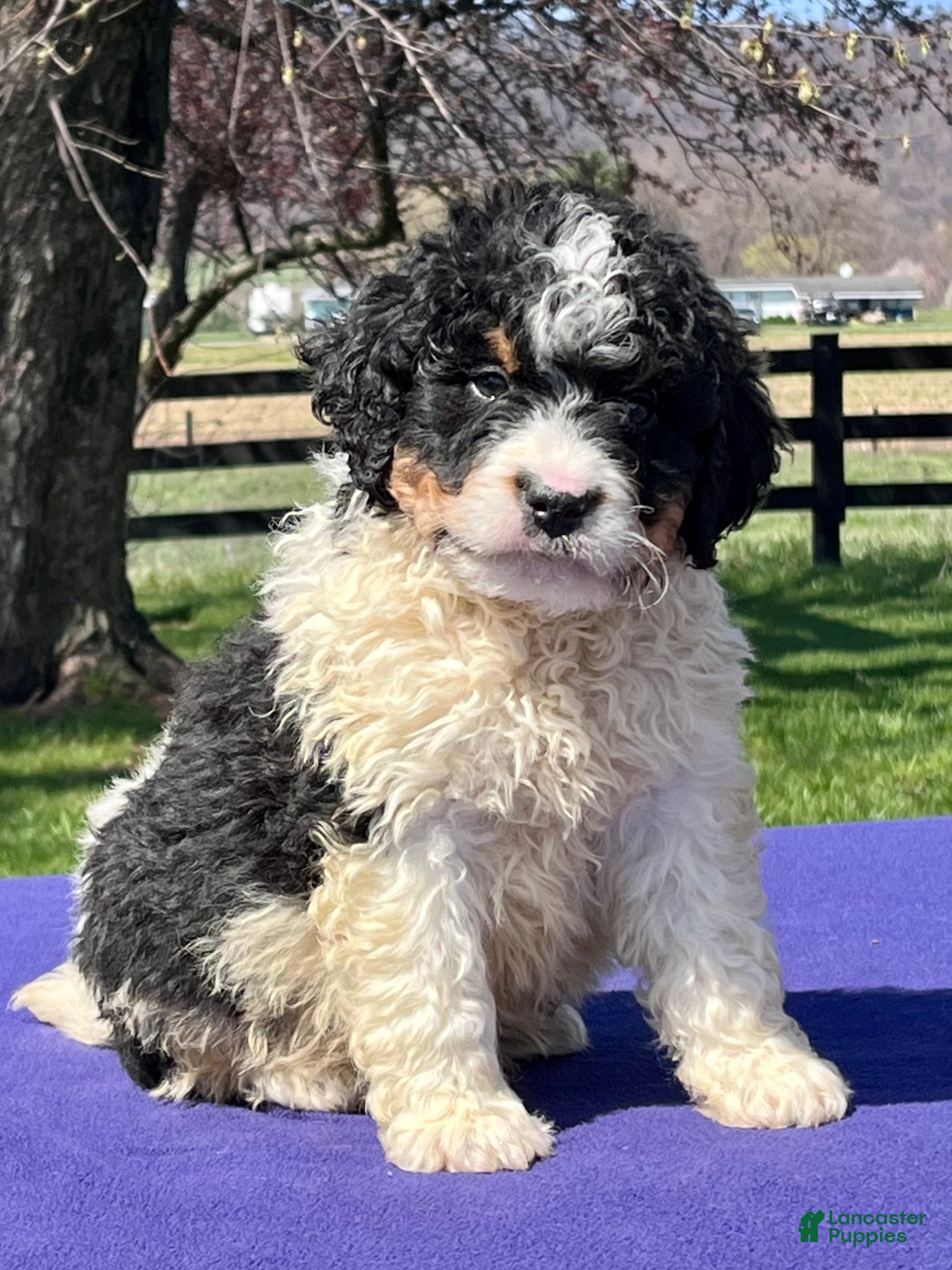 Bernedoodle dogs Leo - Ad 1