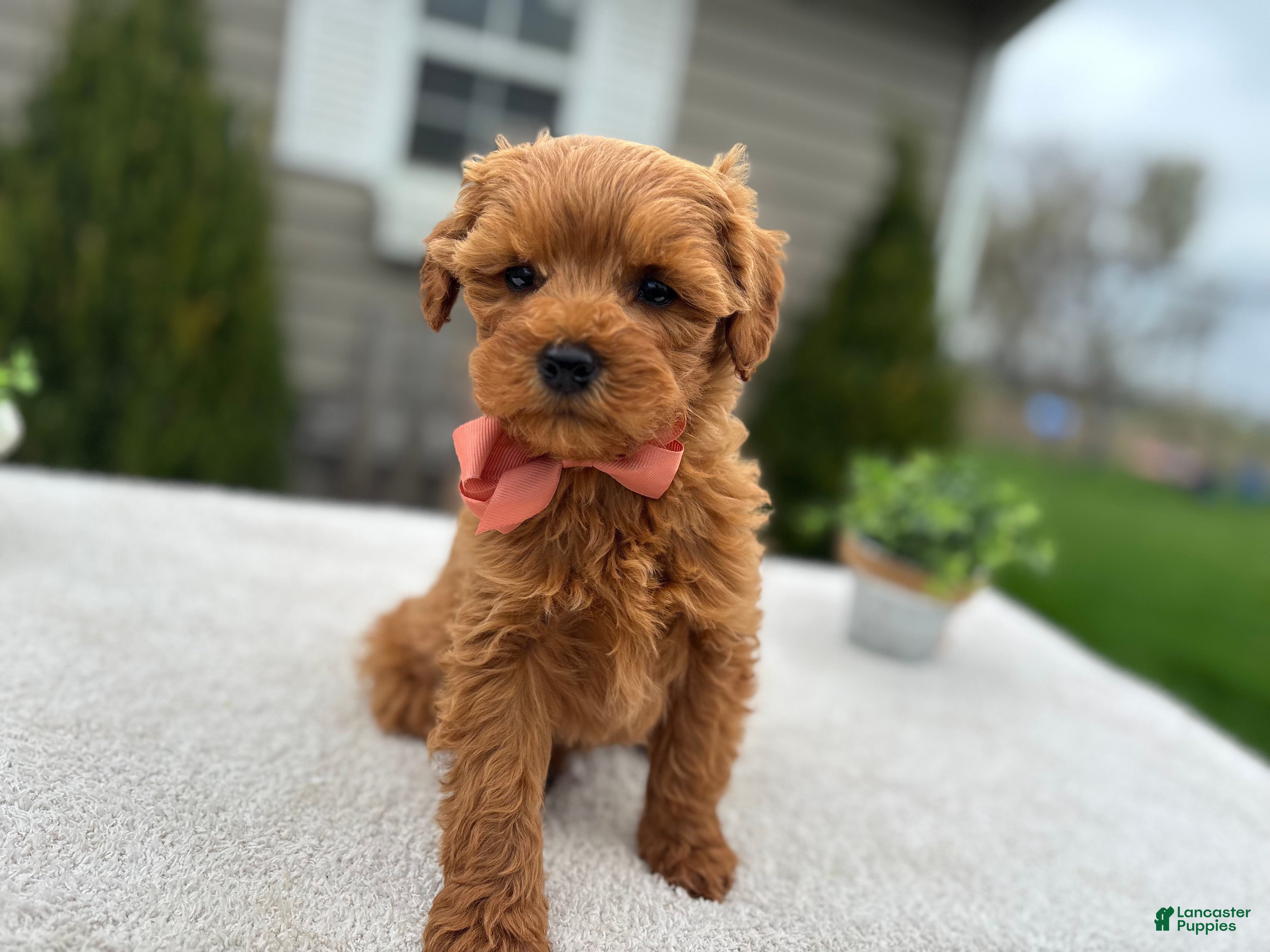 Mini Goldendoodle dogs Liz - Ad 42
