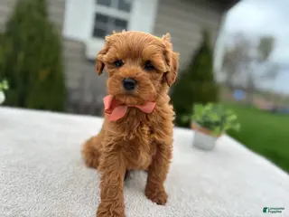 Mini Goldendoodle dogs Liz - Ad 42