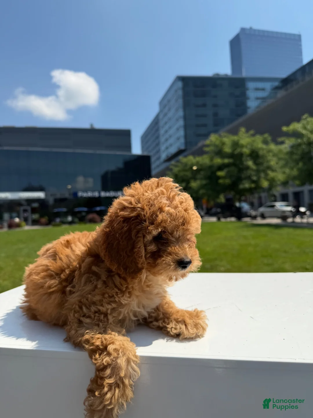 Toy Poodle dogs for sale: AKC BAILEY🐾❤️ - Ad 2