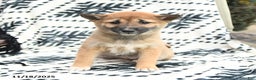 Shiba Inu dogs for sale: Nellie - Ad 4