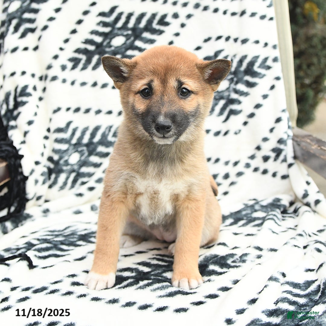 Shiba Inu dogs for sale: Nellie - Ad 4