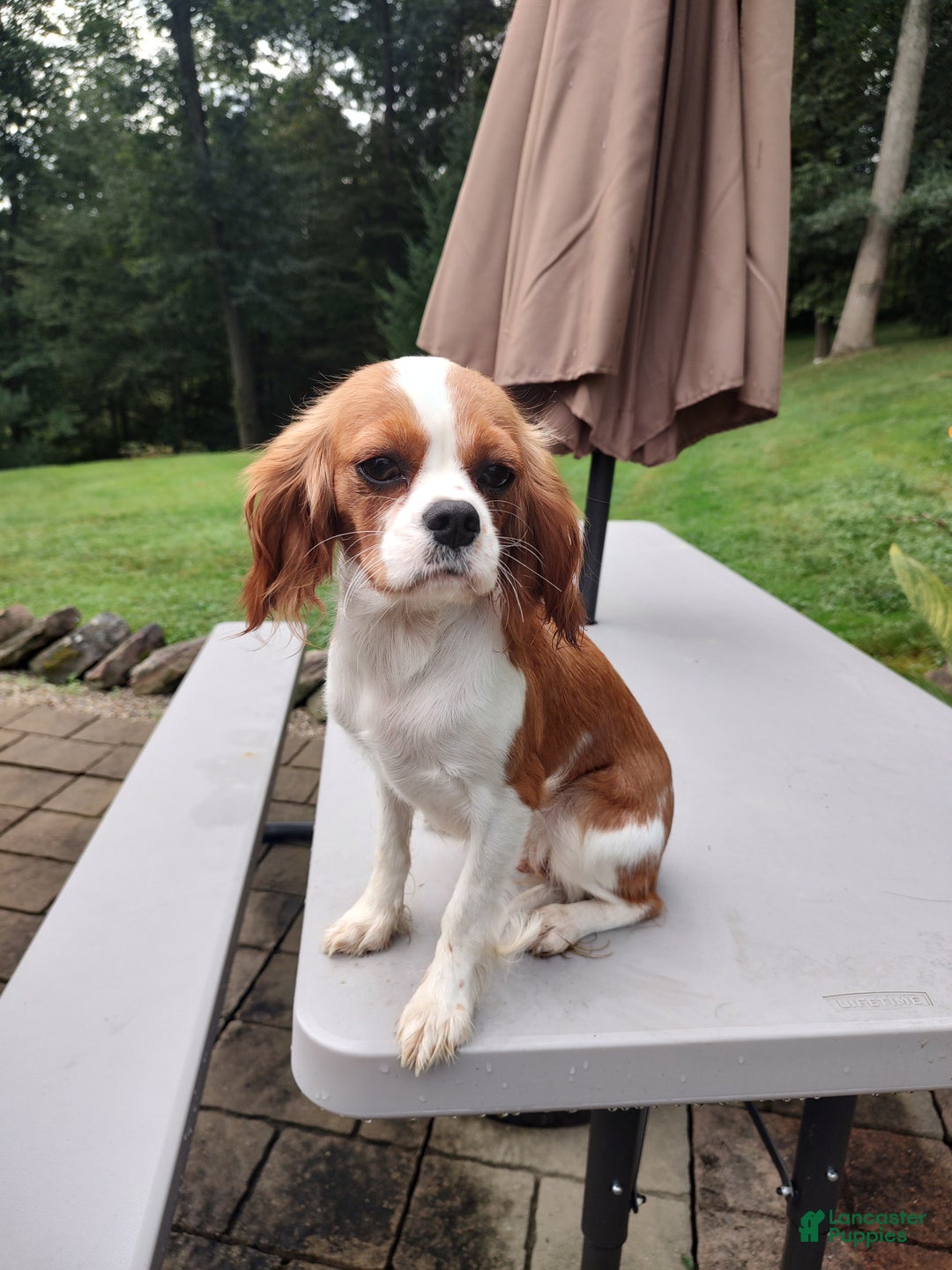 Cavalier King Charles Spaniel dogs for sale: Lance - Ad 8