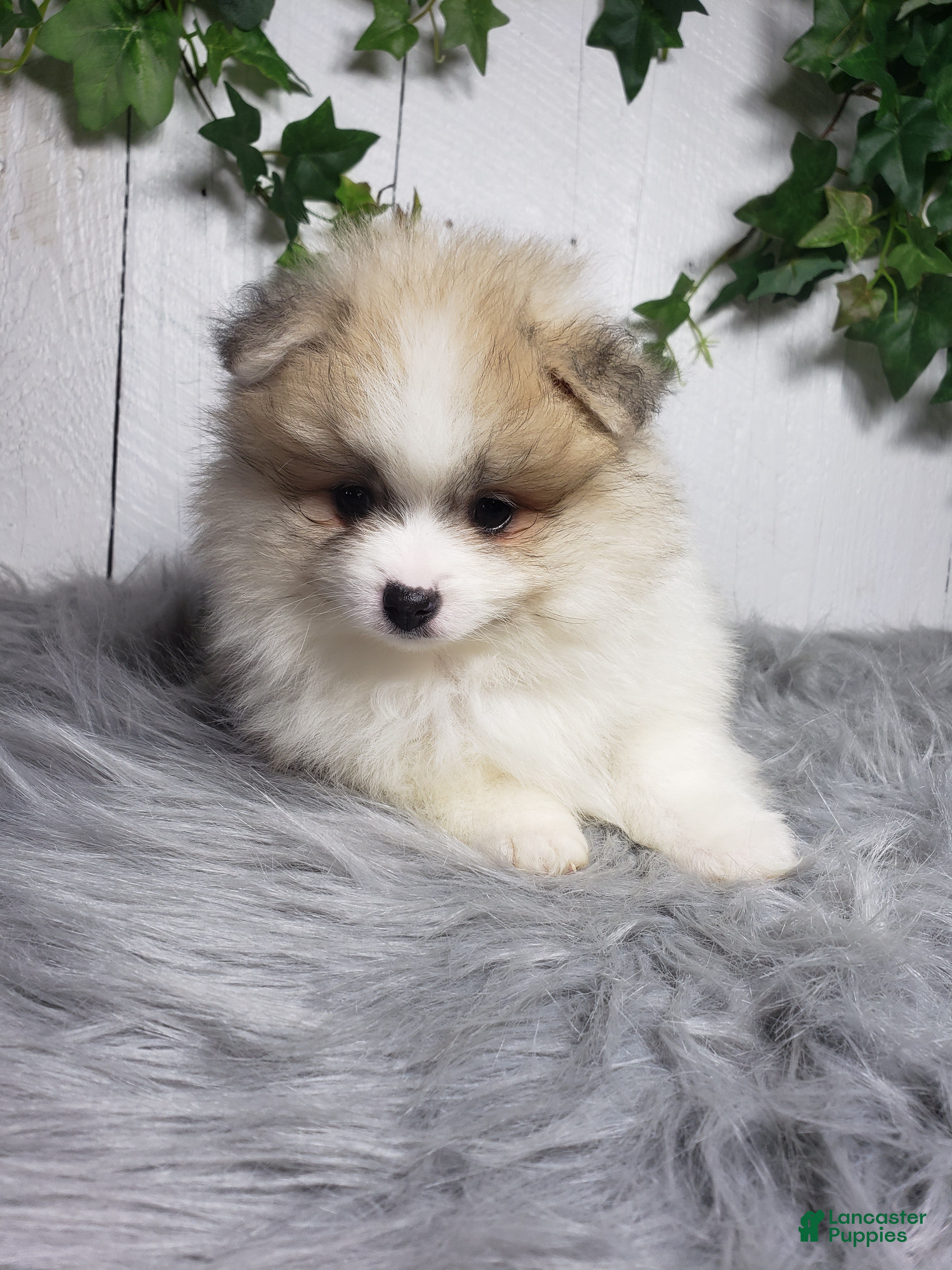 Pomeranian dogs Theo - Ad 2