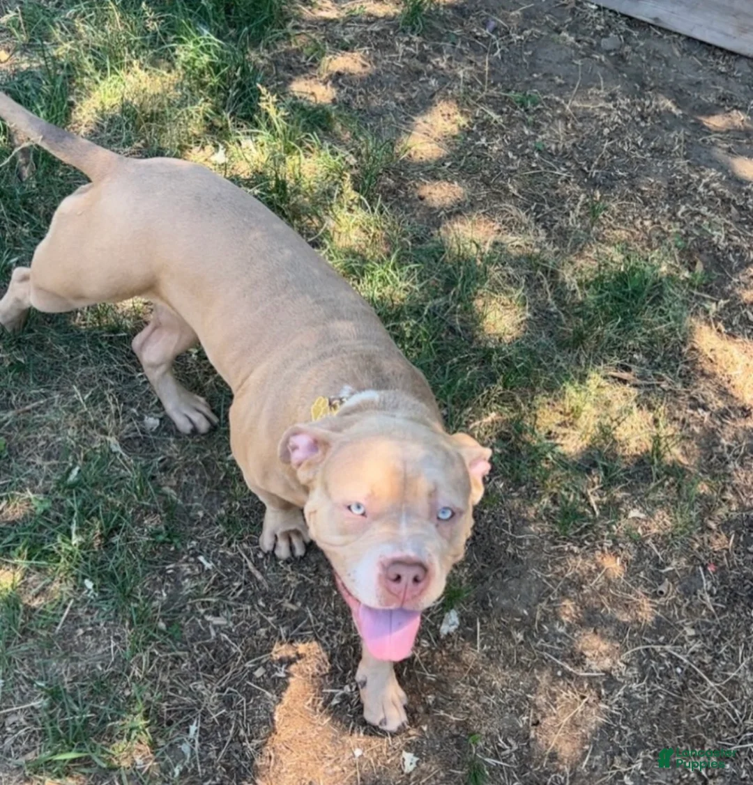 American Bully dogs for sale: American Bully 2 - Ad 2