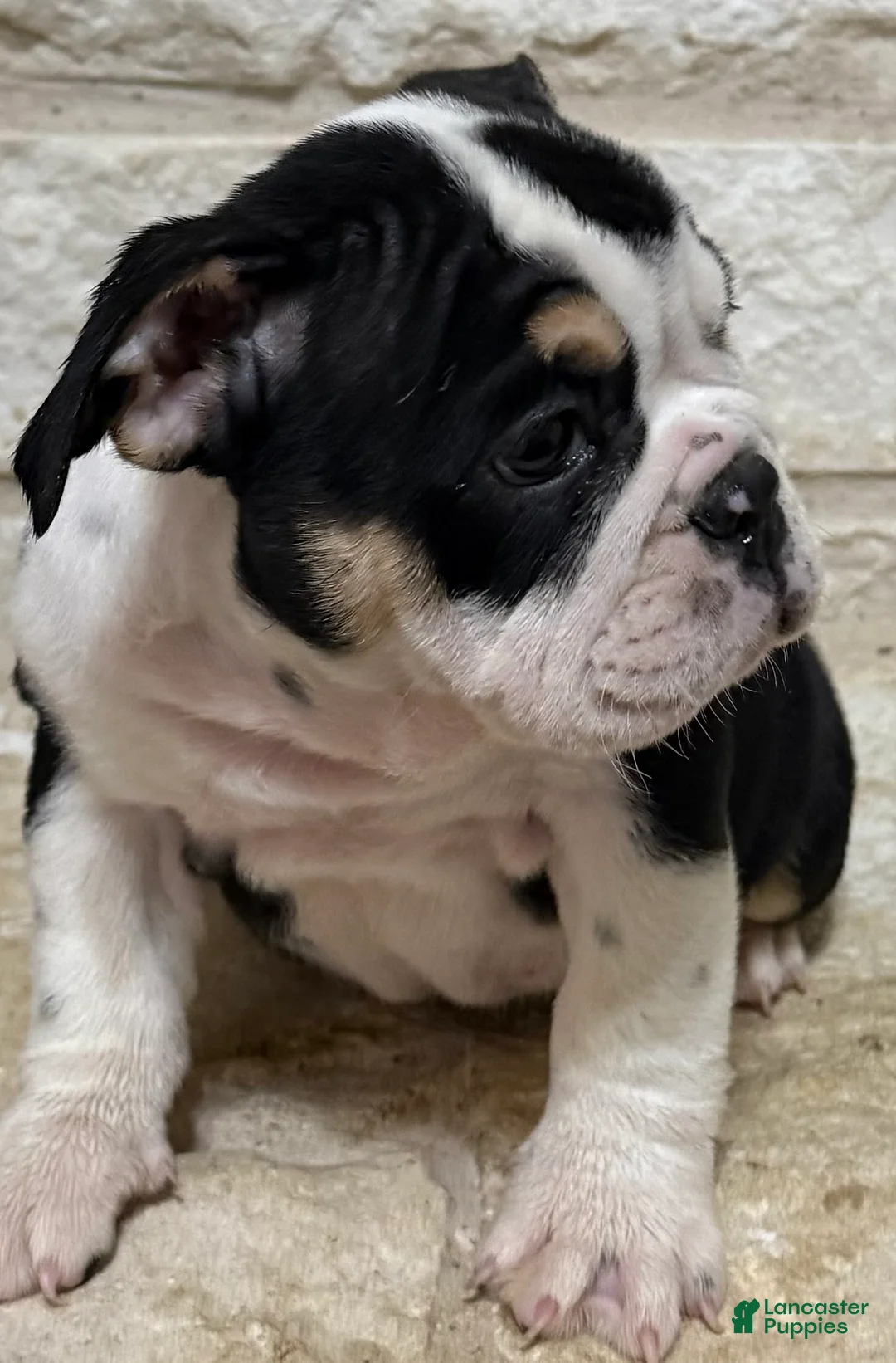 English Bulldog dogs for sale: Gigi - Ad 2