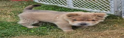 Shar Pei dogs for sale: Roman - Ad 7