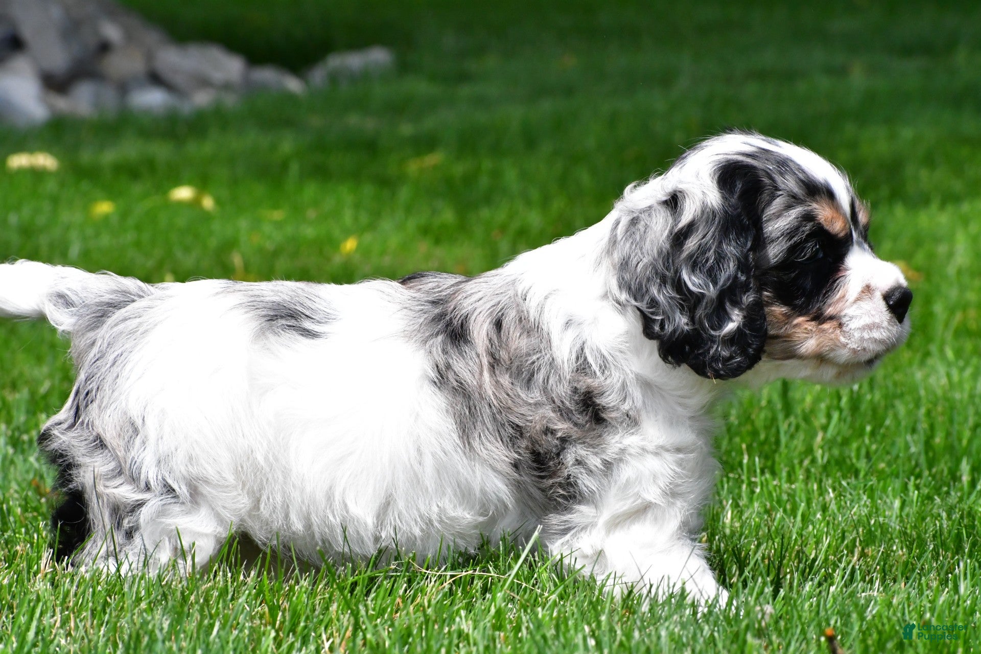 Cocker Spaniel dogs dillan - Ad 2