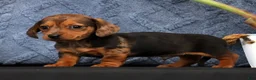Miniature Dachshund dogs for sale: Neil Special Needs - Ad 6