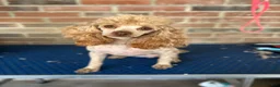Yorkiepoo dogs for sale: Yorkiepoo 1 - Ad 3