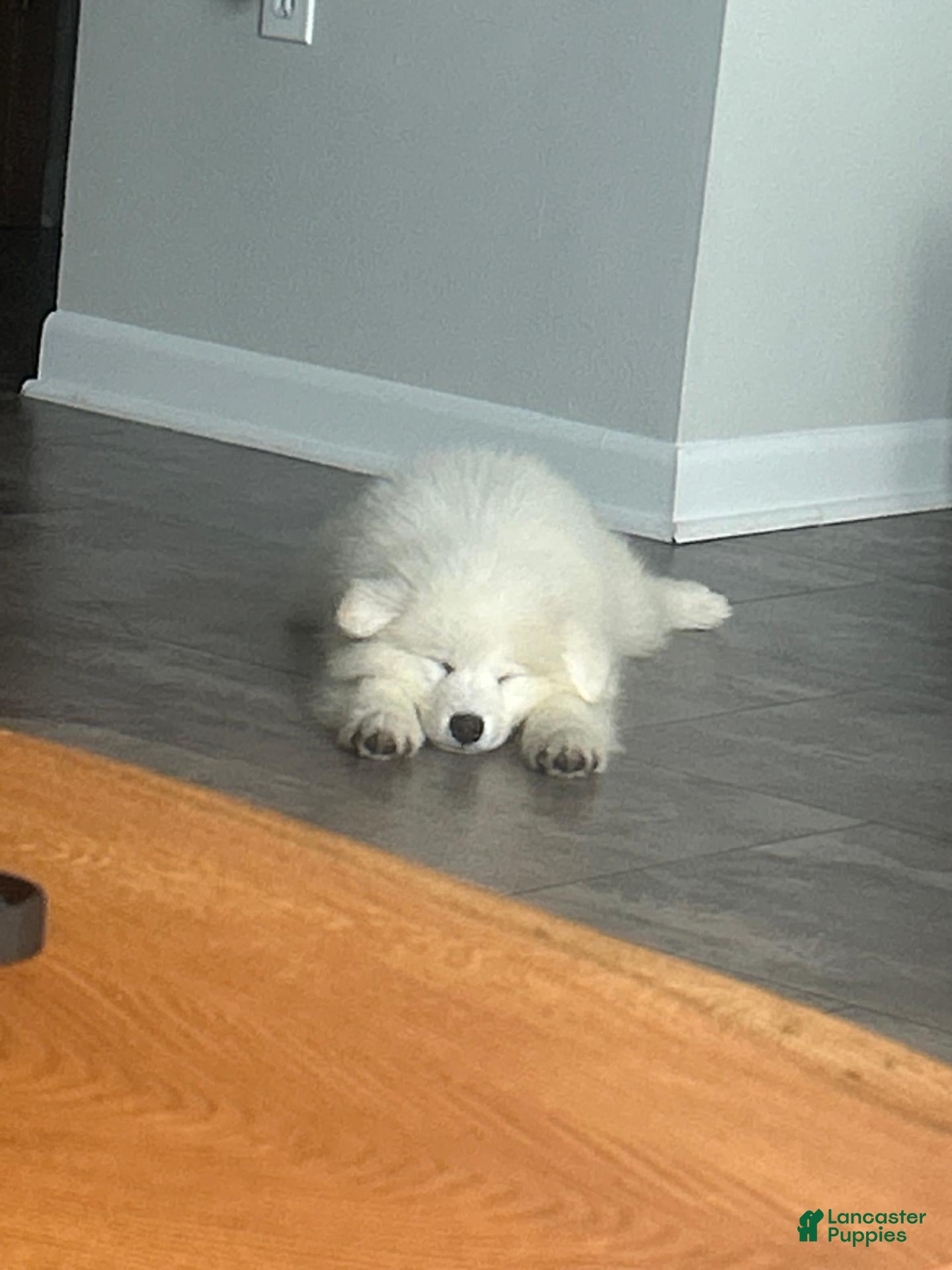 Samoyed dogs Chase  - Ad 11
