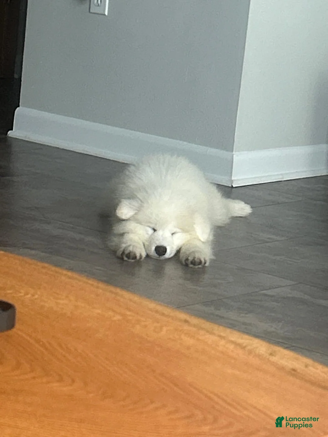 Samoyed dogs for sale: Chase  - Ad 1