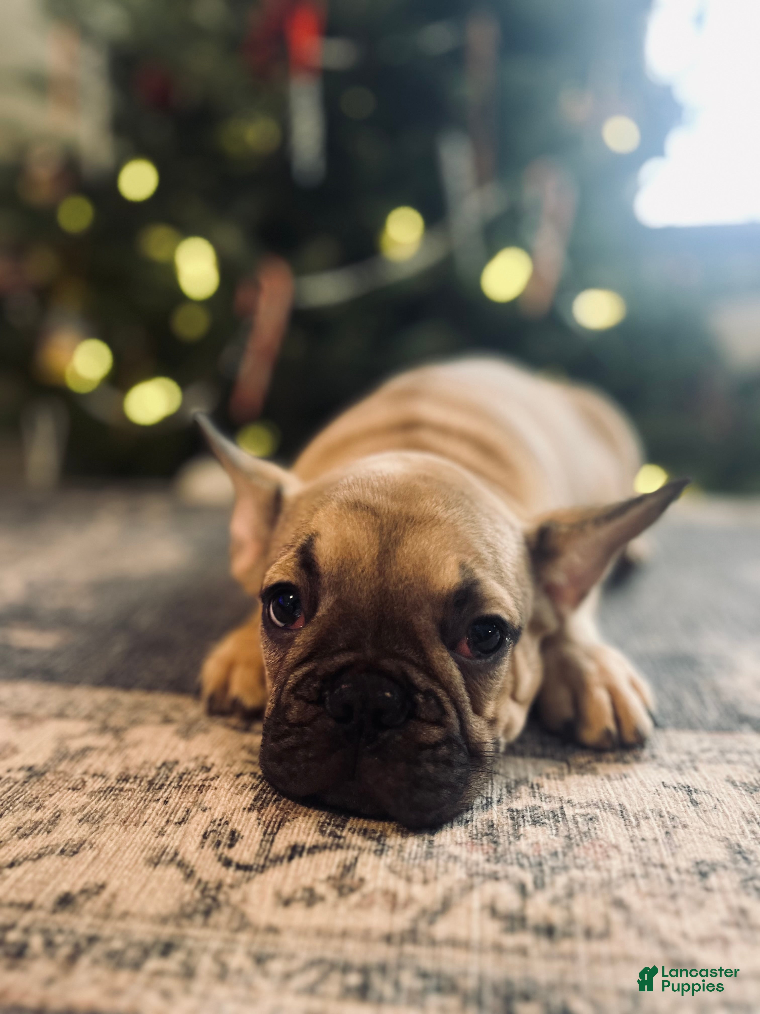 French Bulldog dogs Duck - Ad 16