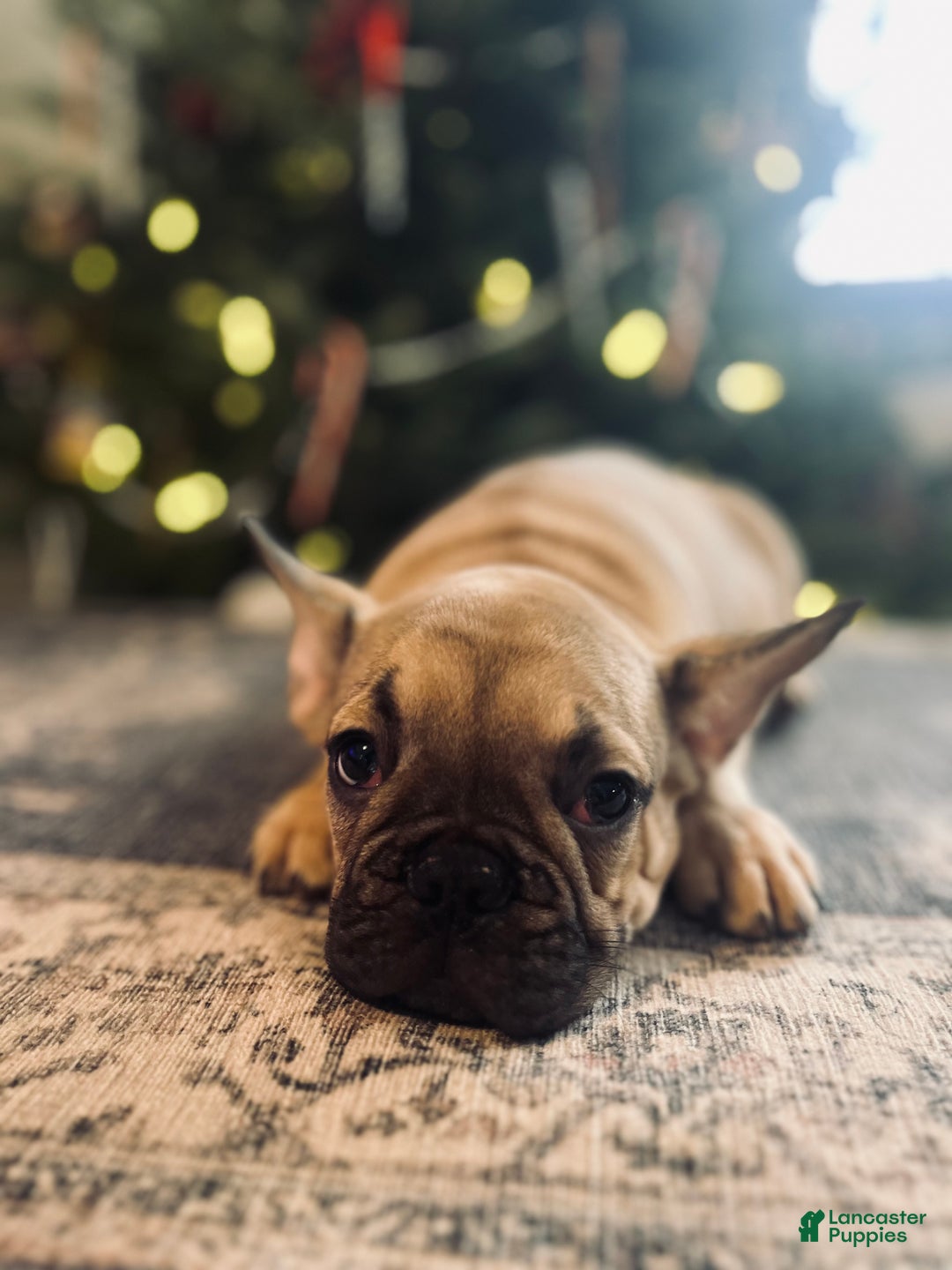 French Bulldog dogs for sale: Duck - Ad 1