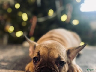 French Bulldog dogs Duck - Ad 4