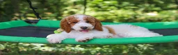 Standard Poodle dogs for sale: Blossom - Ad 18