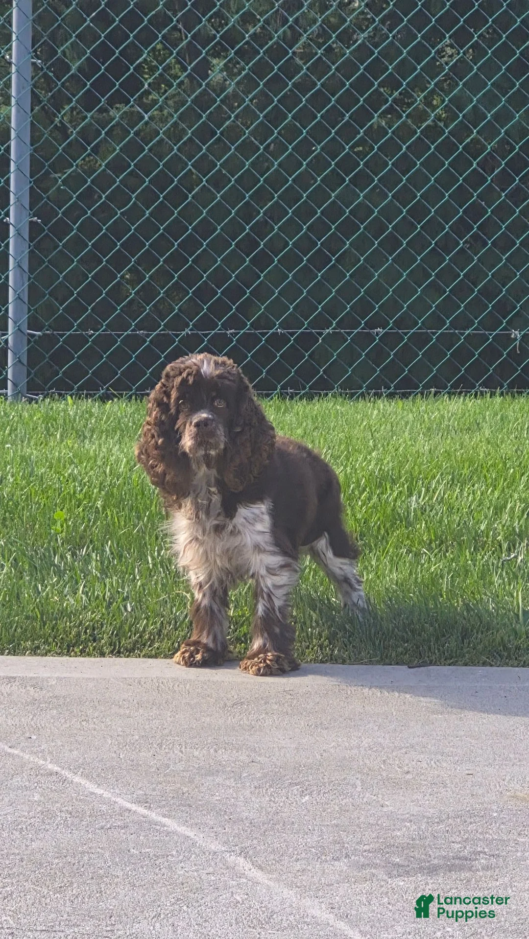 Cockapoo dogs for sale: Izzy - Ad 12