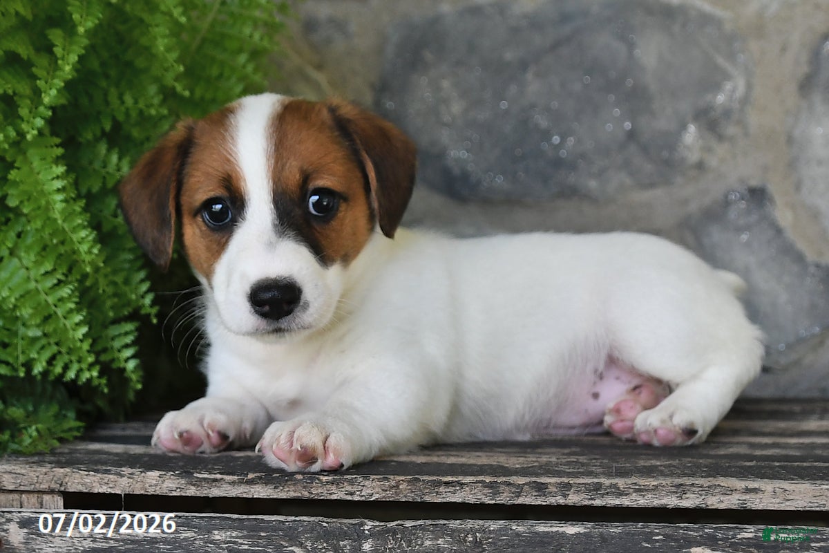 Jack Russell Terrier dogs Makayla - Ad 2