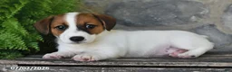Jack Russell Terrier dogs for sale: Makayla - Ad 2