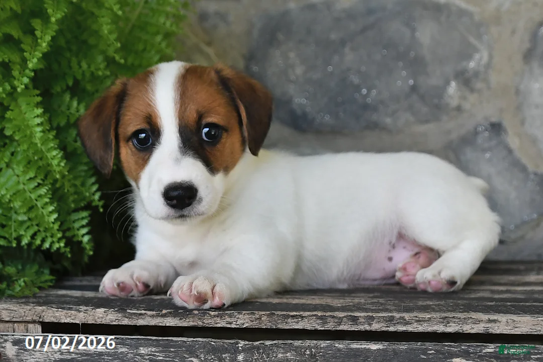 Jack Russell Terrier dogs for sale: Makayla - Ad 2