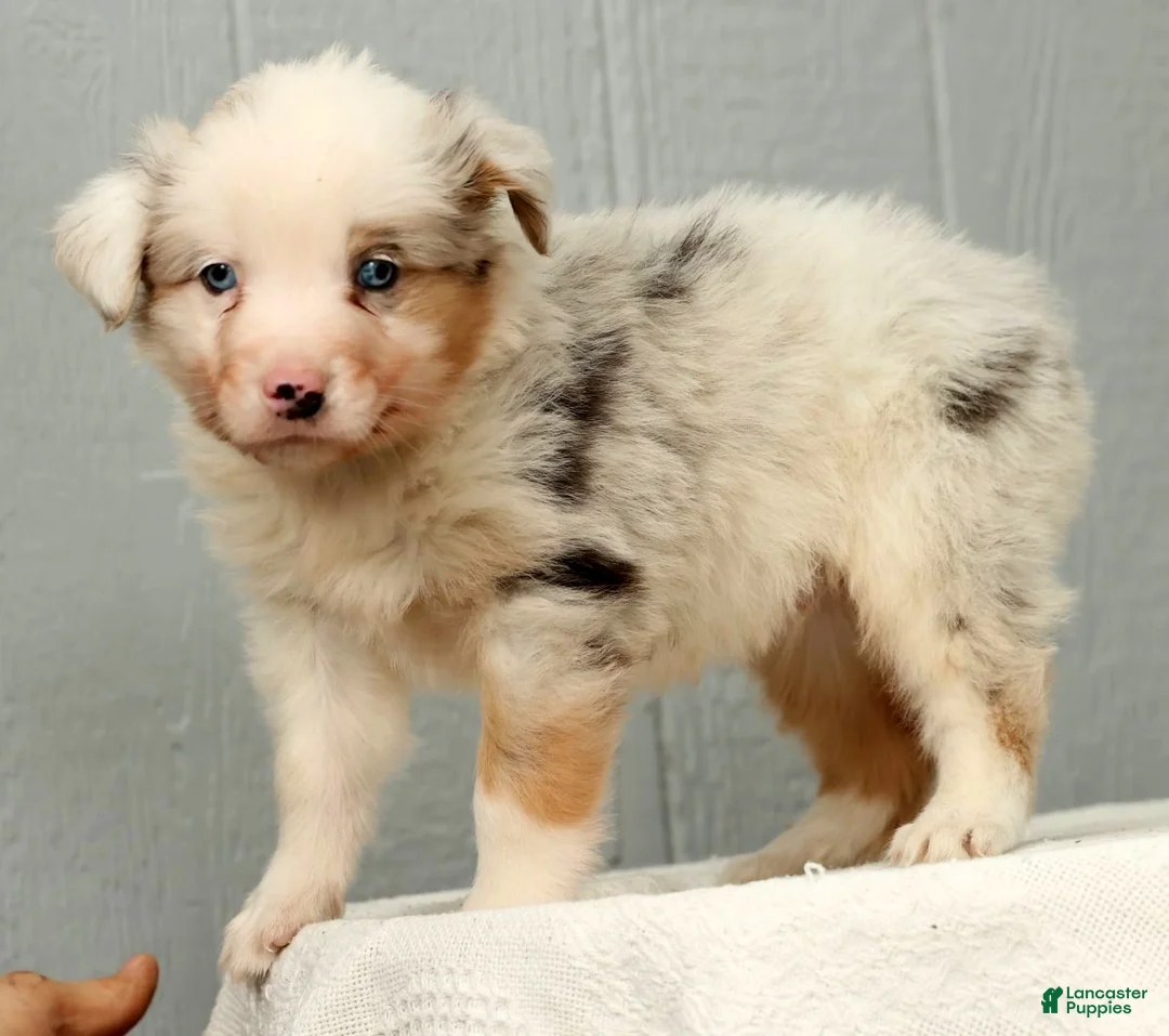 Australian Shepherd dogs for sale: Gordy - Ad 2