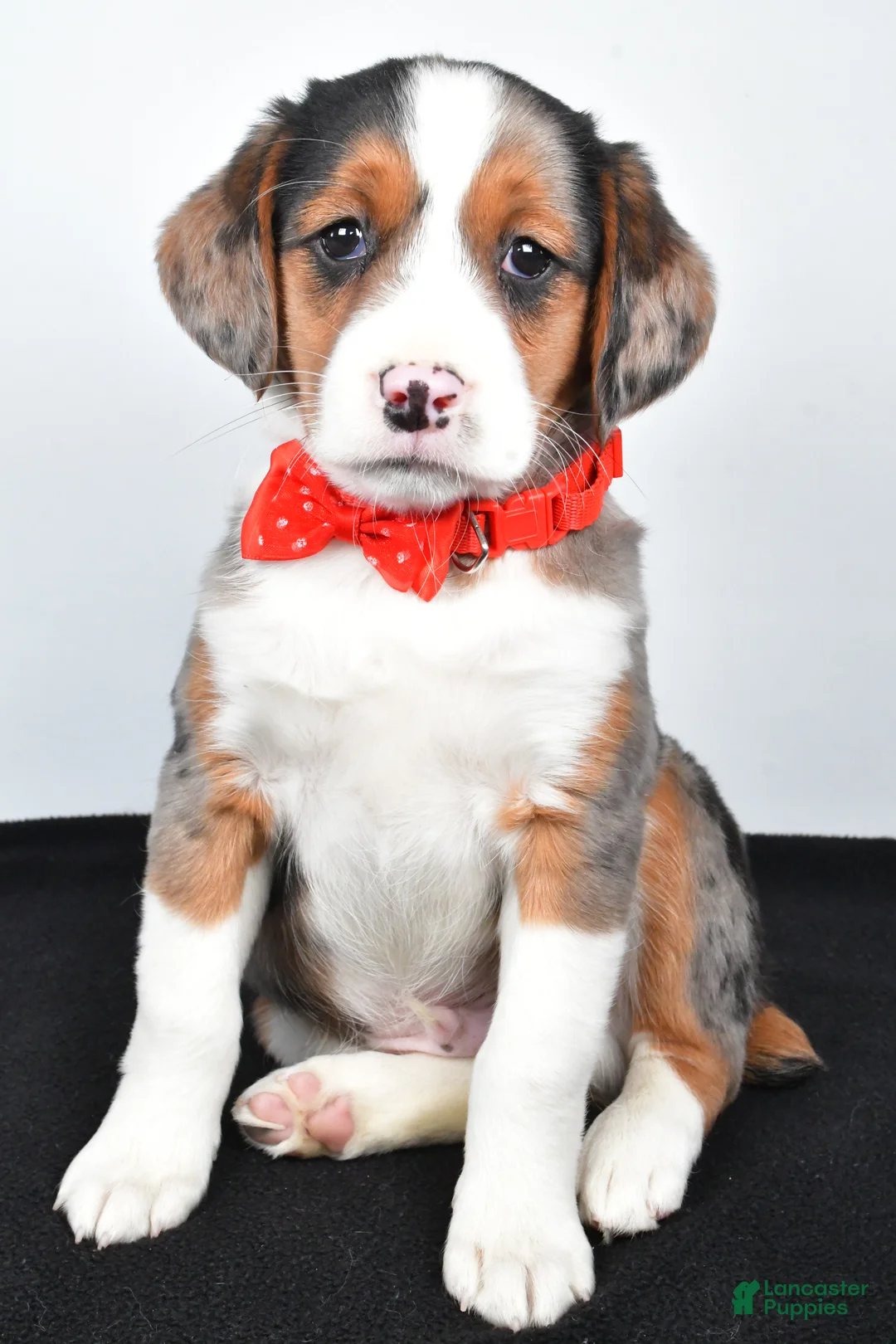 Mixed Breed dogs for sale: Timmy - Ad 6