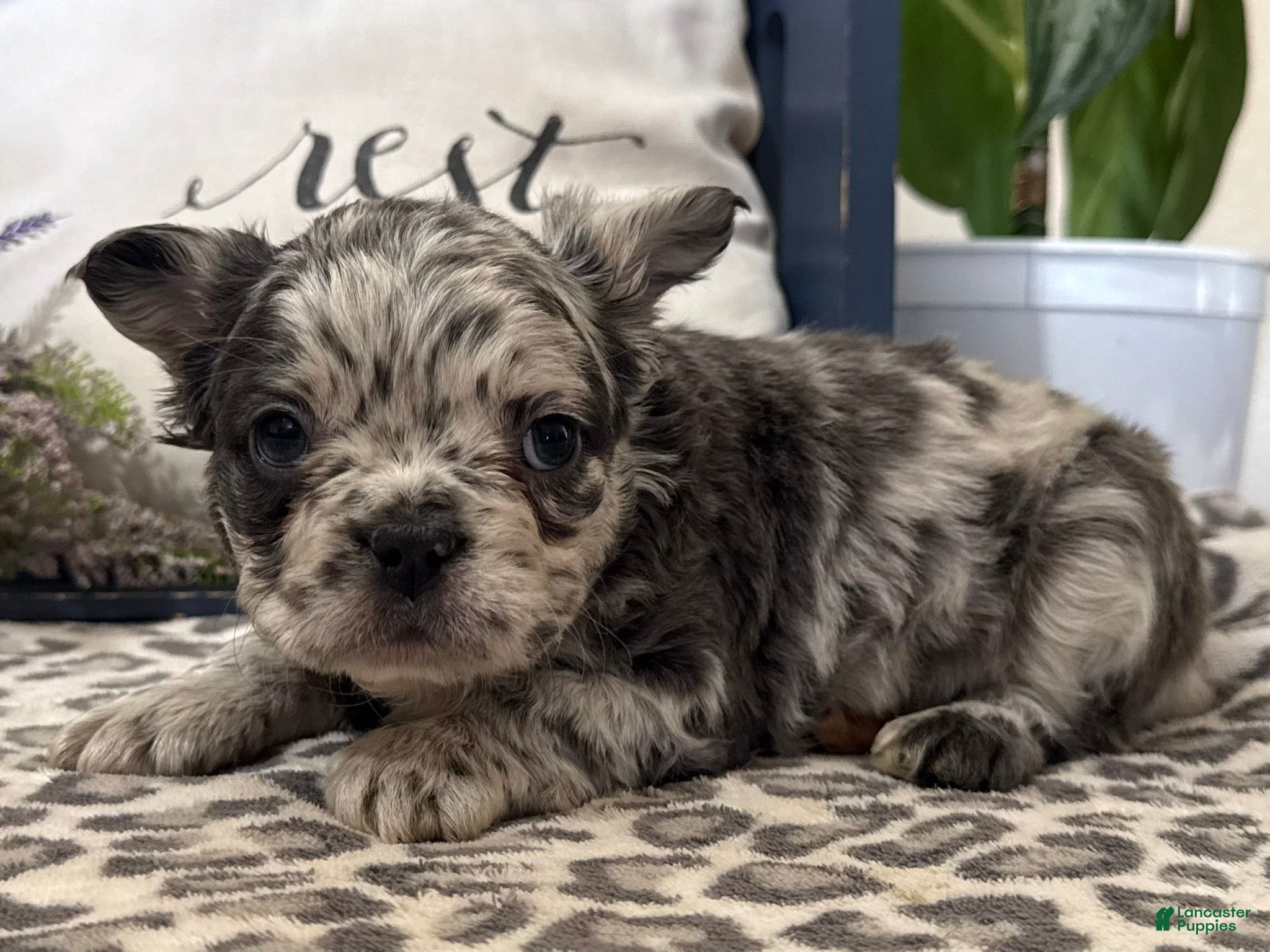 French Bulldog dogs Fenton - Ad 2