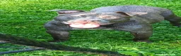 Mixed Breed dogs for sale: Pit wennie - Ad 6