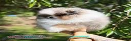 Pomeranian dogs for sale: Dumpling - Ad 3