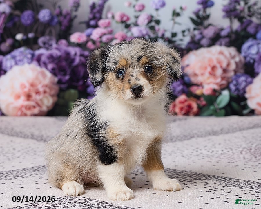 Corgipoo dogs Raina - Ad 1