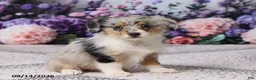 Corgipoo dogs for sale: Raina - Ad 1