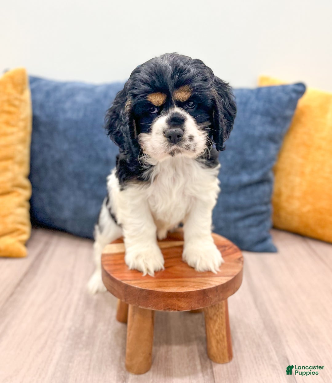 Cocker Spaniel dogs for sale: Jarvis - Ad 1