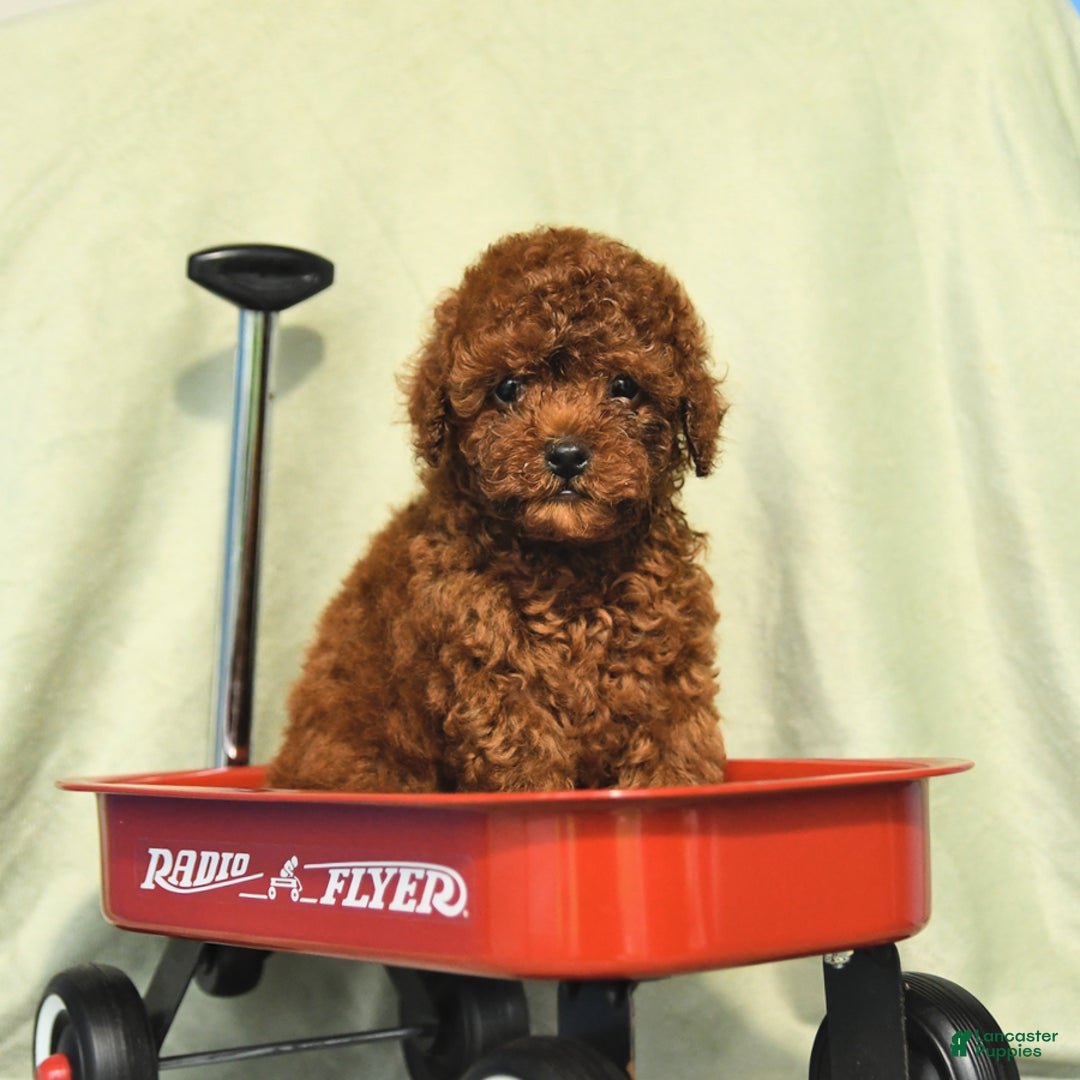 Miniature Poodle dogs for sale: Daffodil - Ad 1