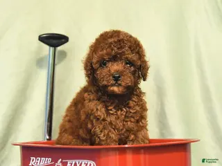 Miniature Poodle dogs Daffodil - Ad 12