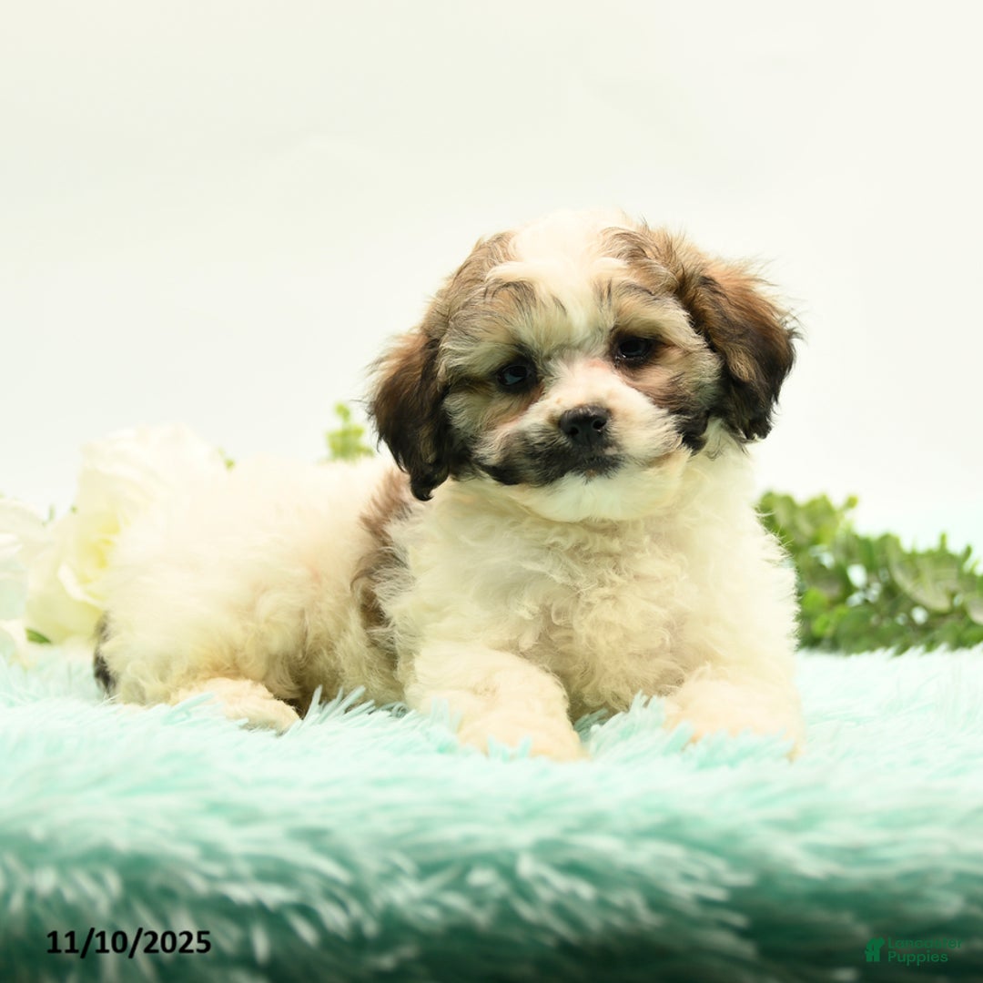 Mixed Breed dogs for sale: Ambria - Ad 2