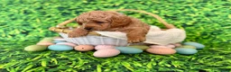 Mini Goldendoodle dogs for sale: Blue Collar  - Ad 4