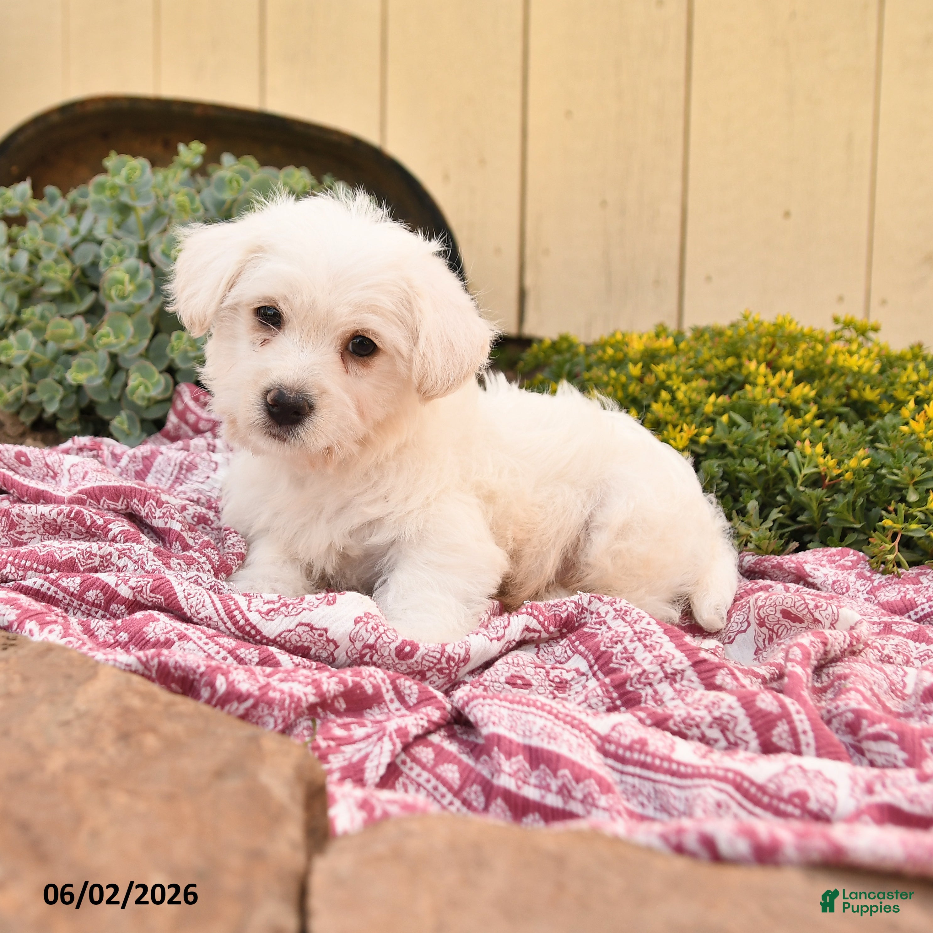 Westiepoo dogs Rufus - Ad 1