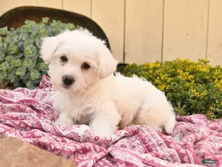 Westiepoo dogs for sale: Rufus - Ad 3