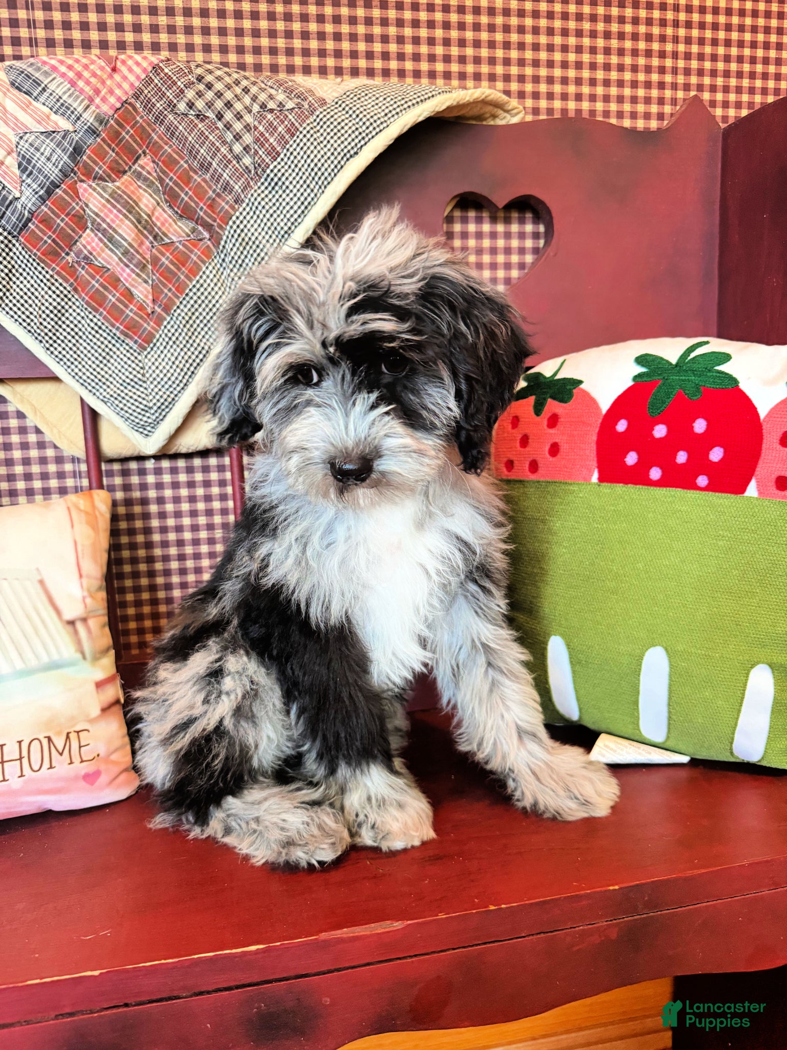 Mini Bernedoodle dogs Nala - Ad 18